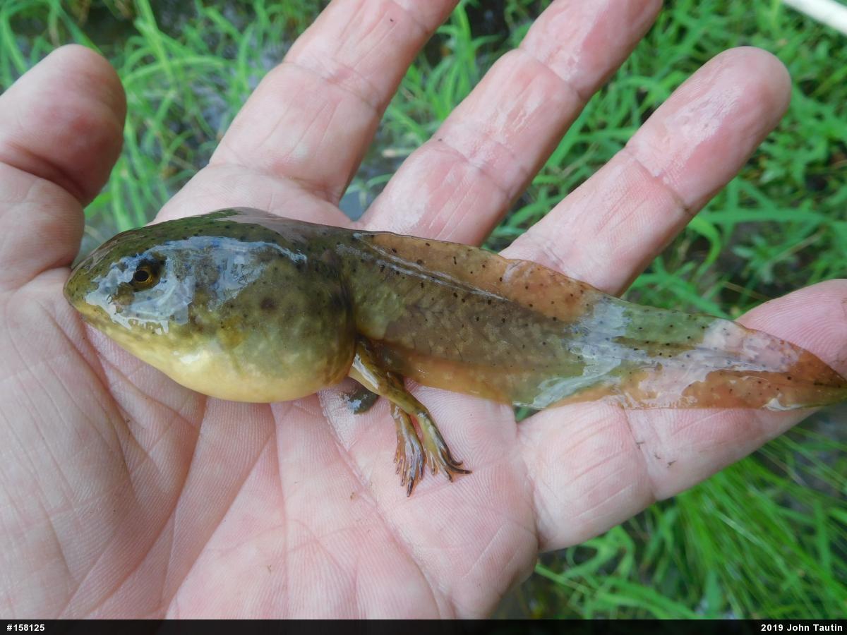 American Bullfrog