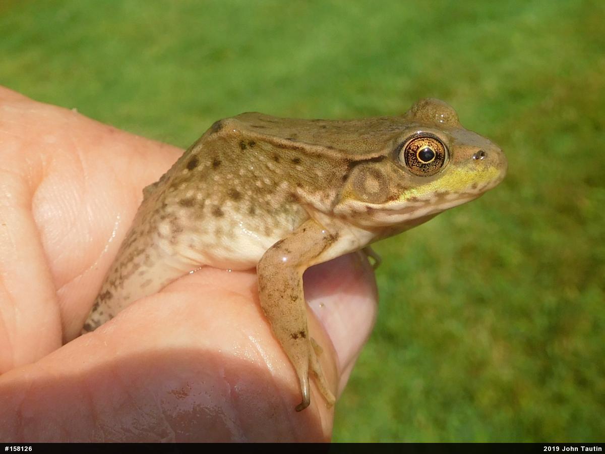 Green Frog