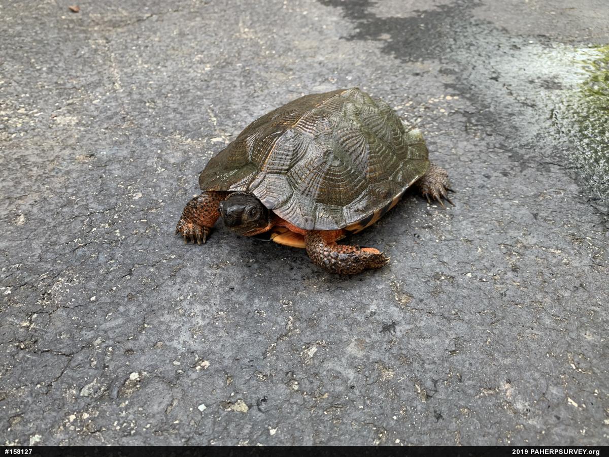 Wood Turtle