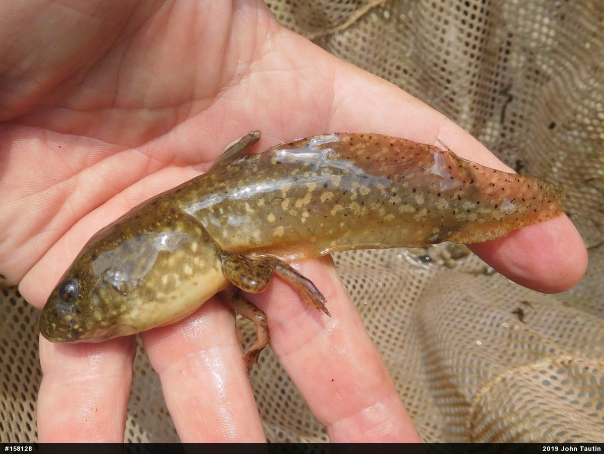 American Bullfrog