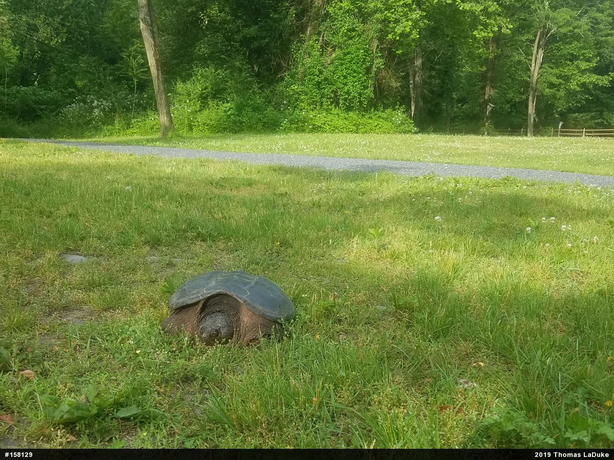 Snapping Turtle