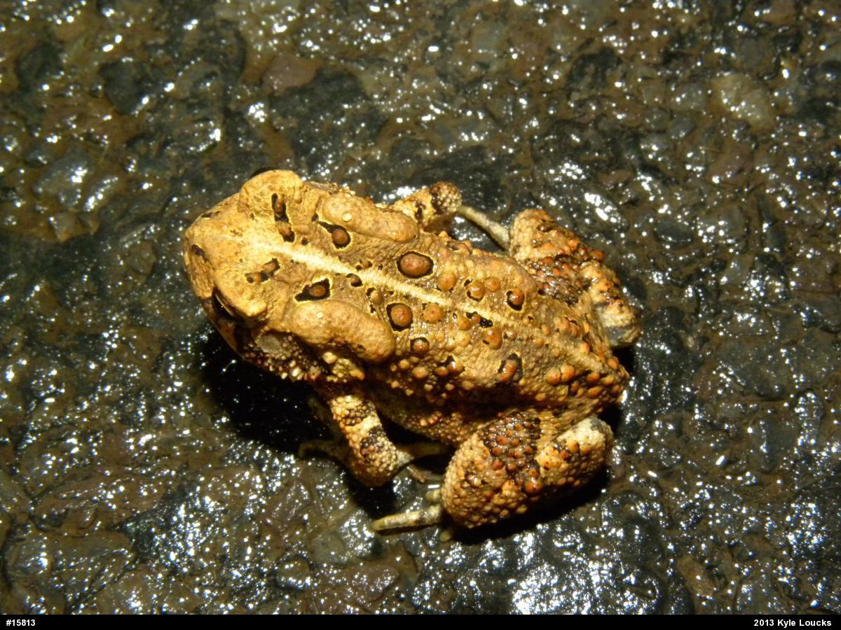 Eastern American Toad