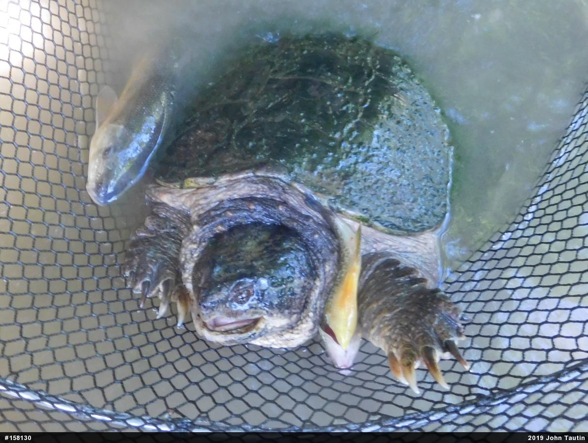 Snapping Turtle
