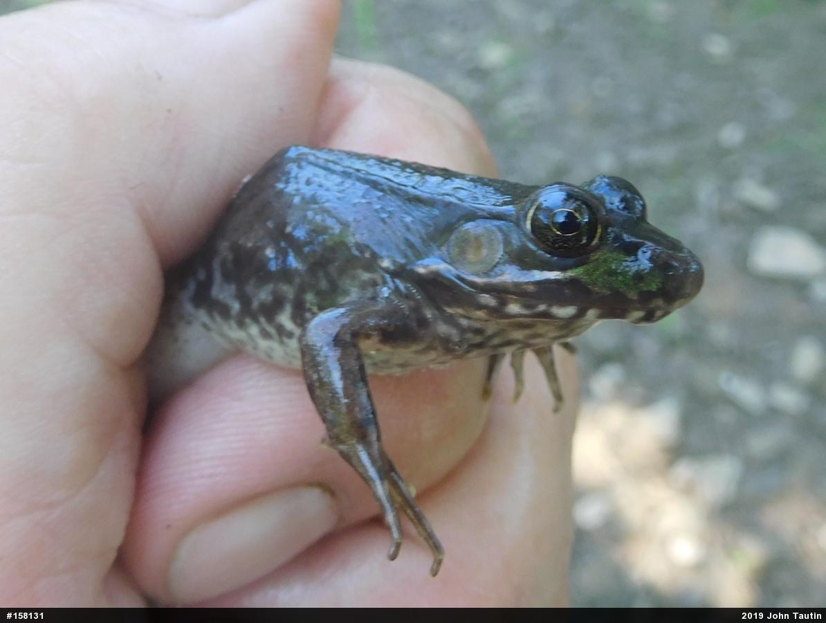 Green Frog