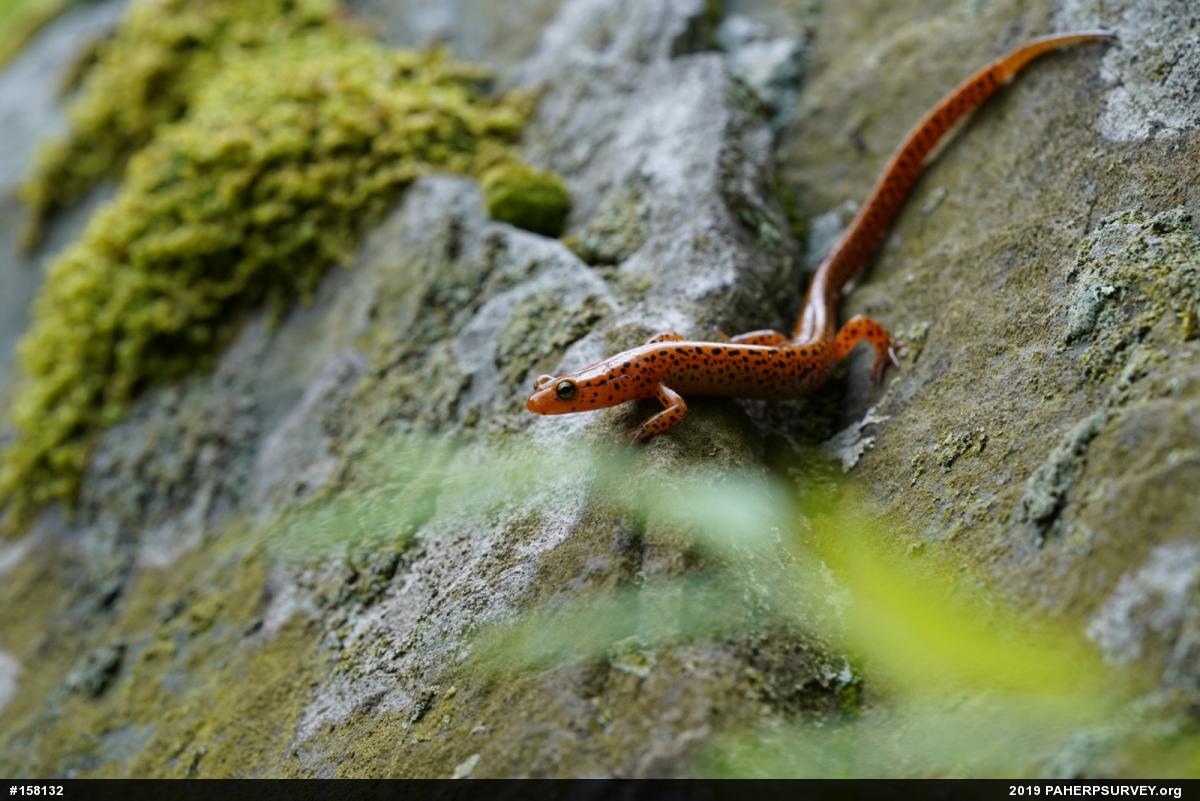 Eastern Long-tailed Salamander