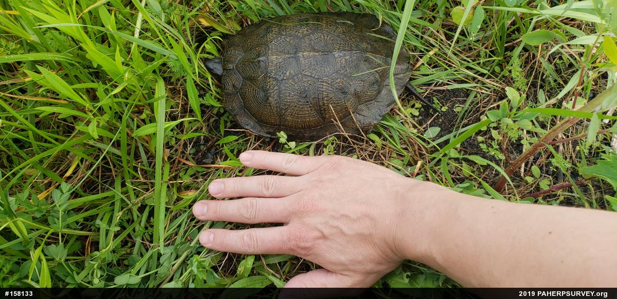 Wood Turtle