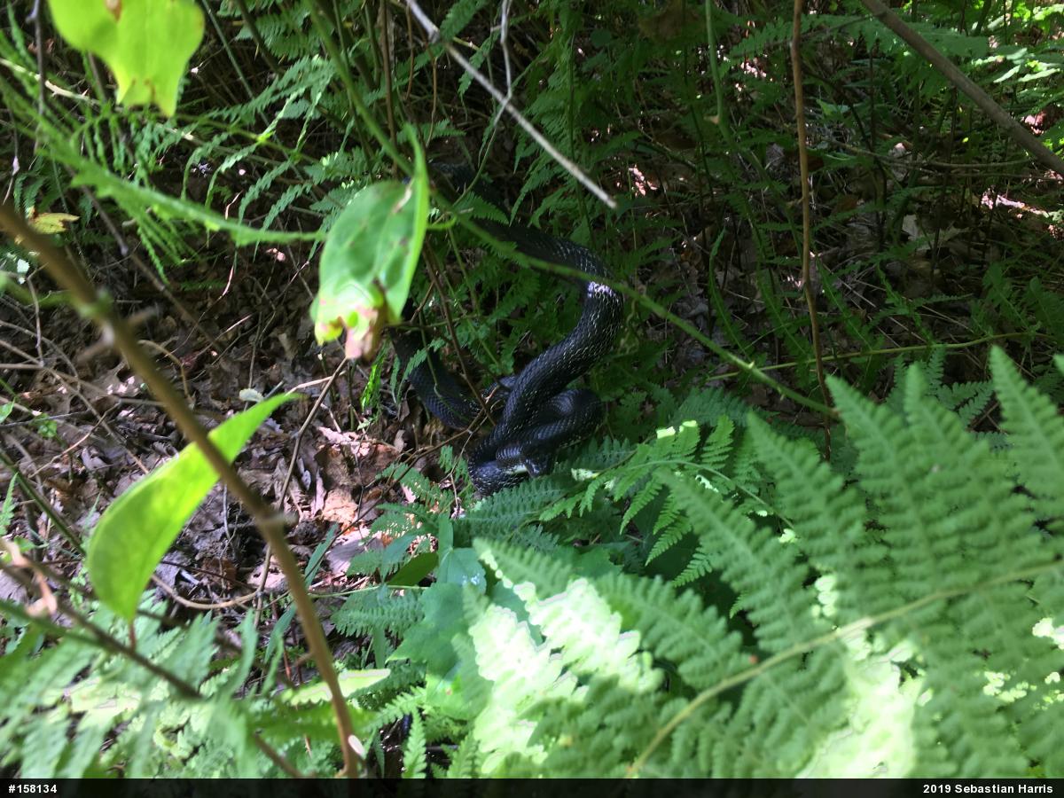 Eastern Ratsnake