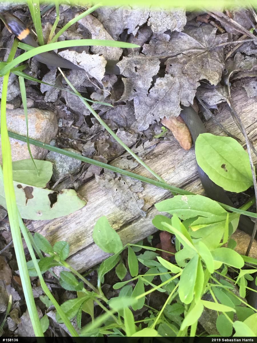 Northern Ring-necked Snake