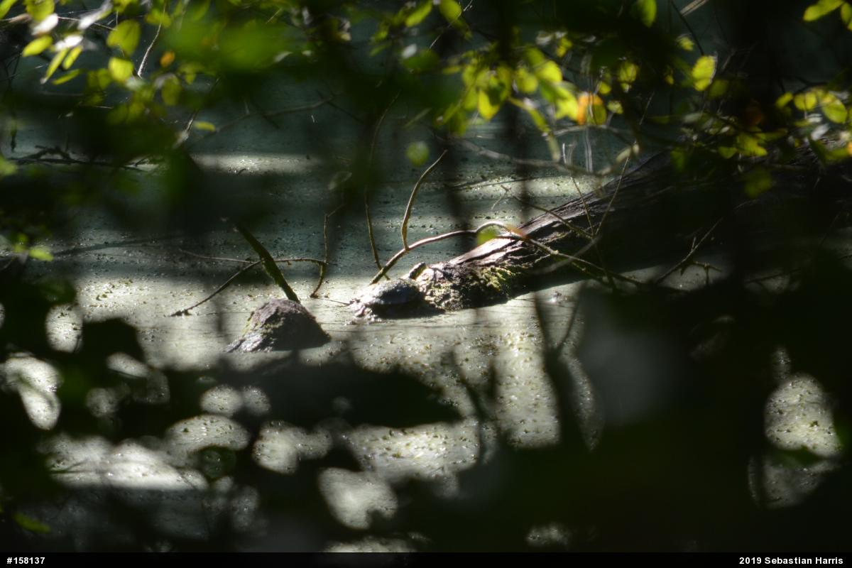 Painted Turtle