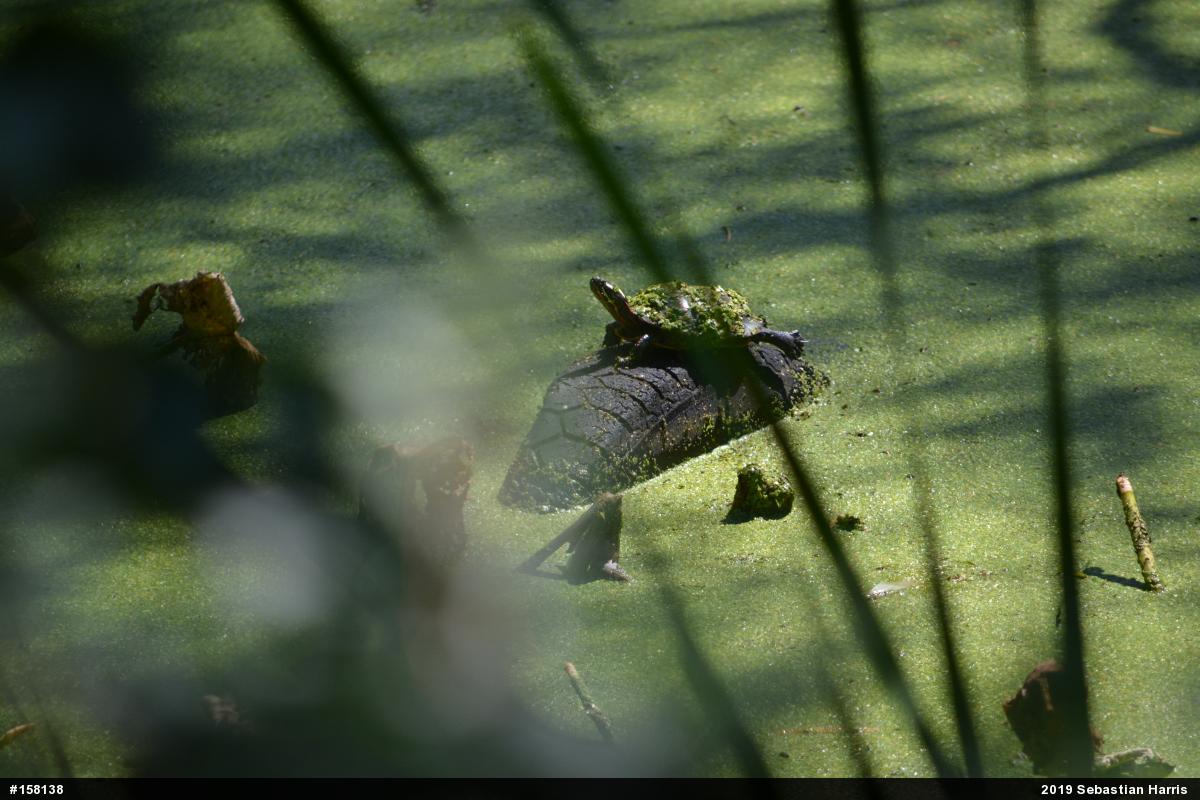 Painted Turtle