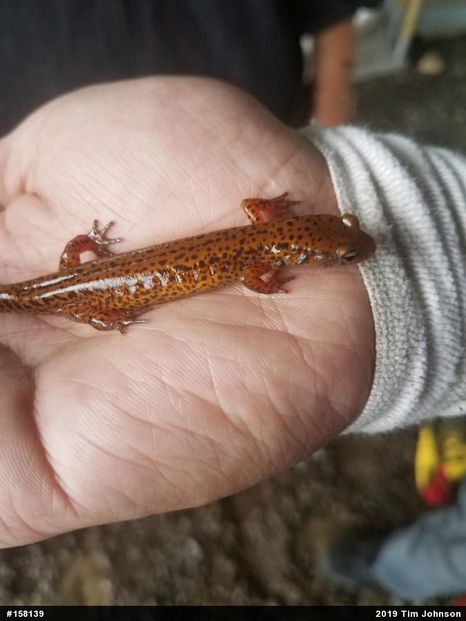 Eastern Long-tailed Salamander