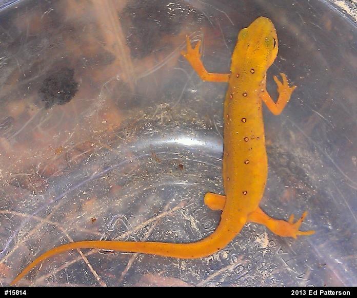 Red-spotted Newt