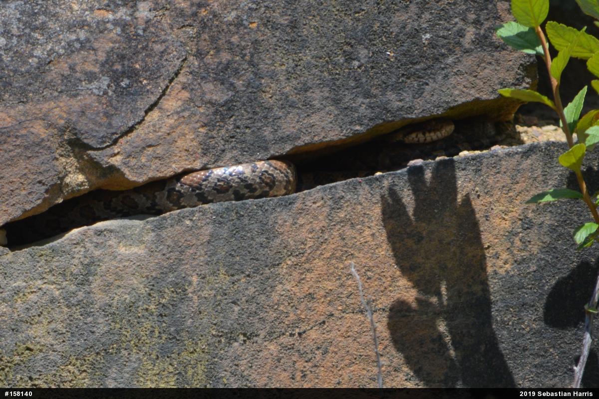 Eastern Milksnake