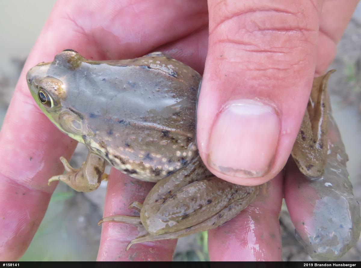 Green Frog