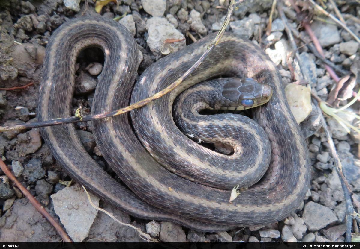 Eastern Gartersnake