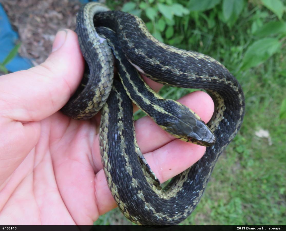 Eastern Gartersnake