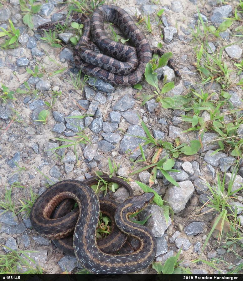 Eastern Milksnake