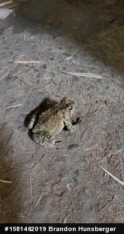 Eastern American Toad