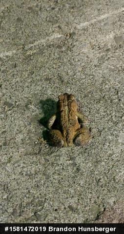 Eastern American Toad