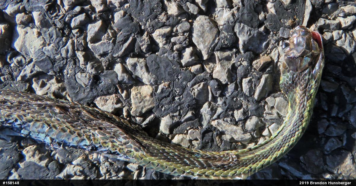 Eastern Gartersnake