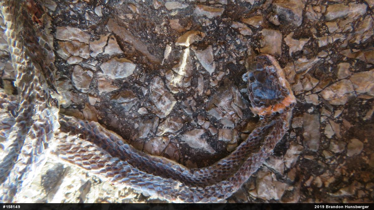 Northern Ring-necked Snake