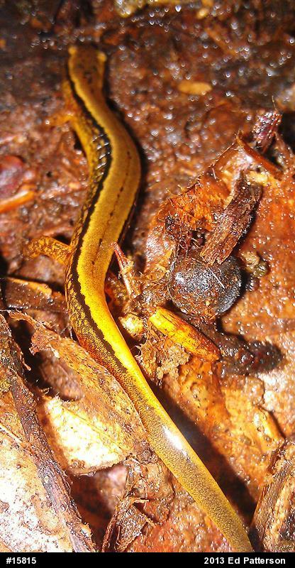 Northern Two-lined Salamander