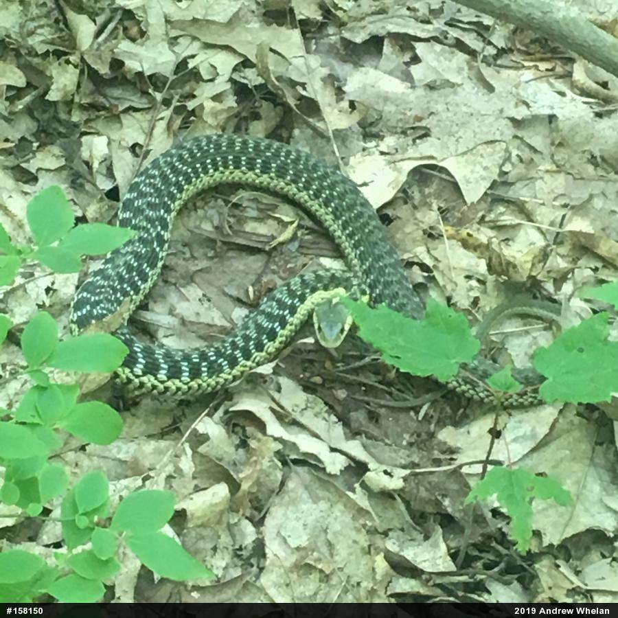 Eastern Gartersnake