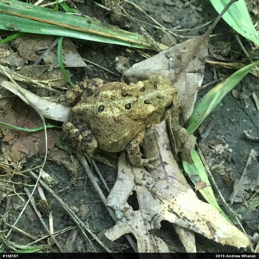Eastern American Toad