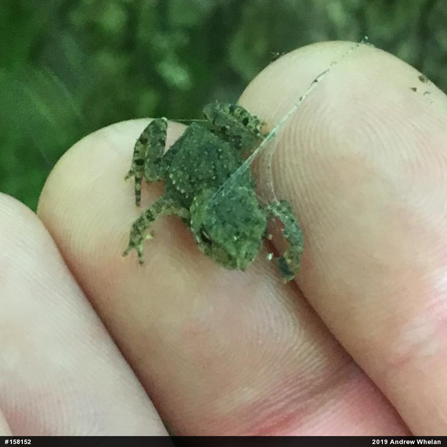 Eastern American Toad