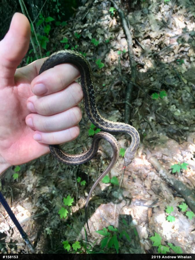 Eastern Gartersnake