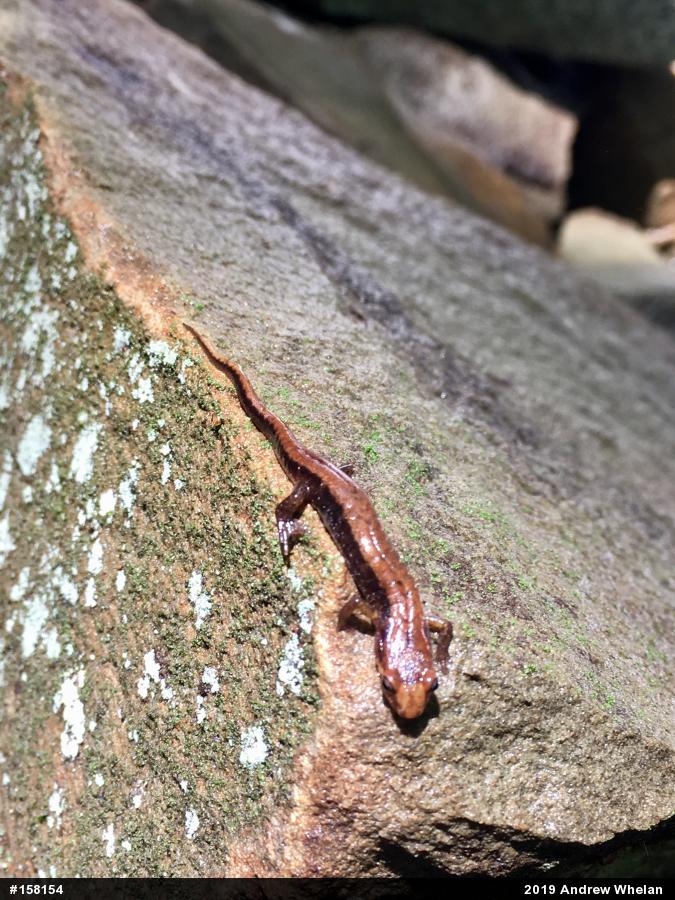 Allegheny Mountain Dusky Salamander