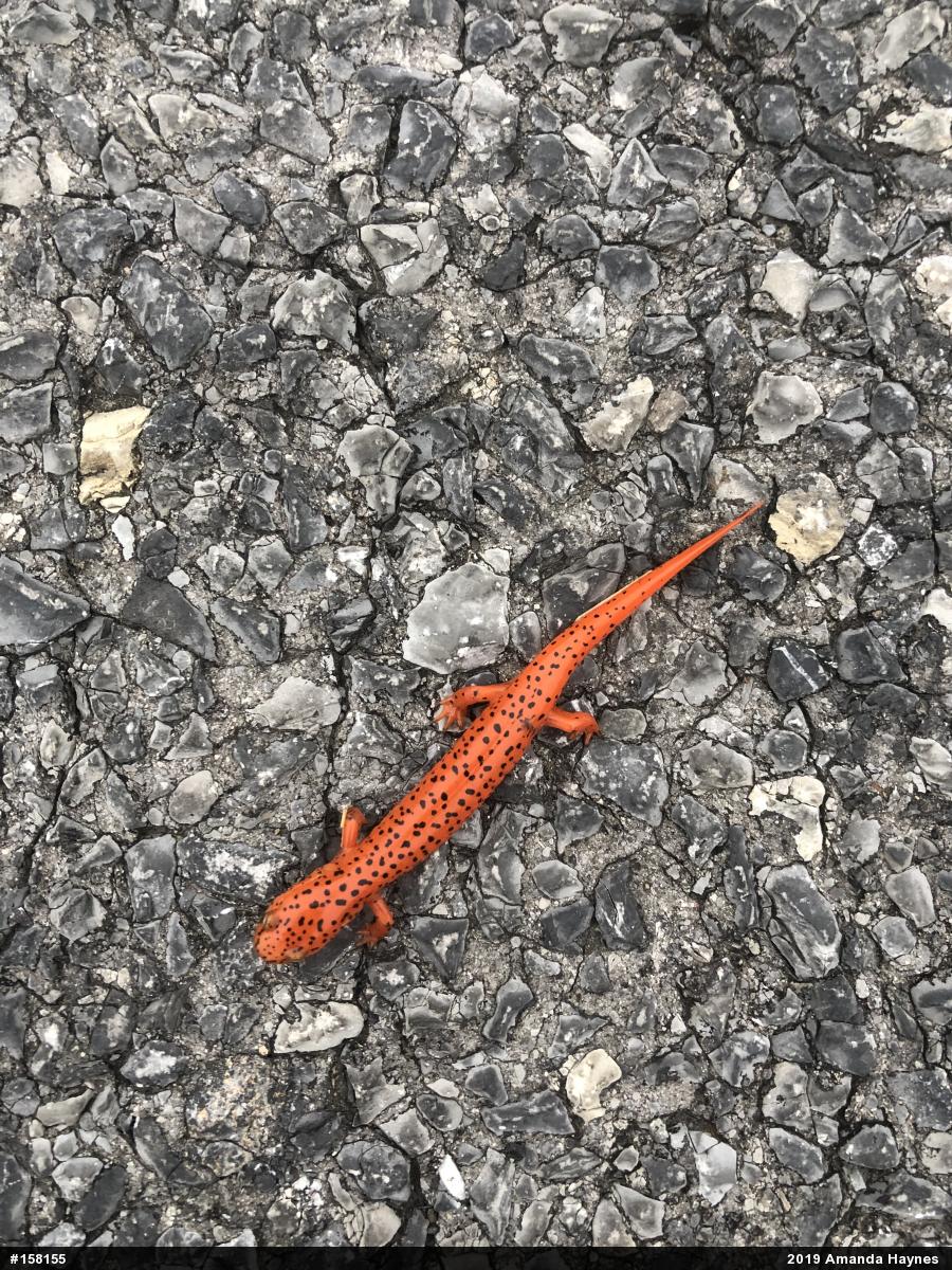 Northern Red Salamander