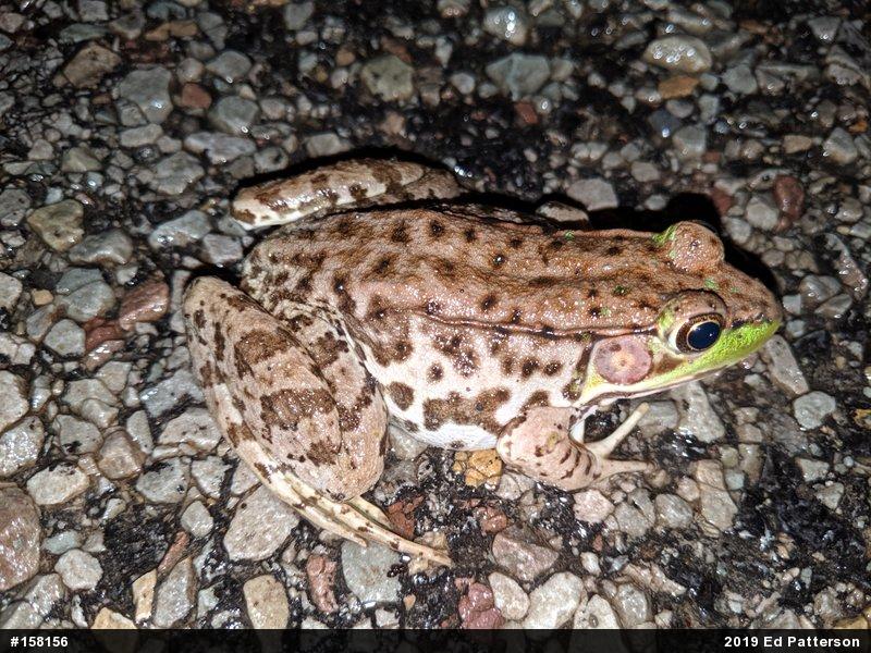Green Frog