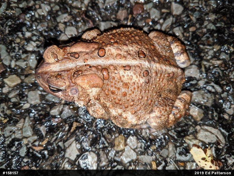 Eastern American Toad