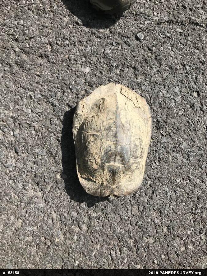 Wood Turtle