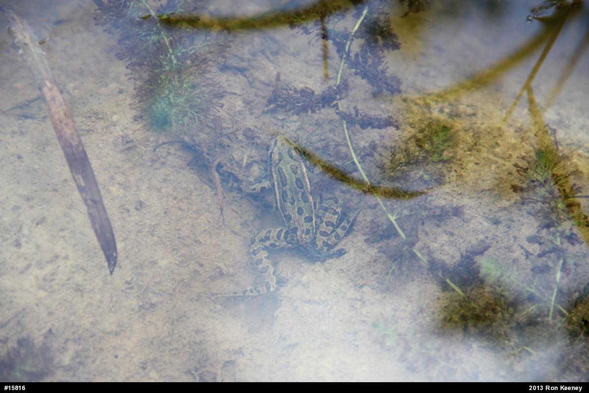 Northern Leopard Frog