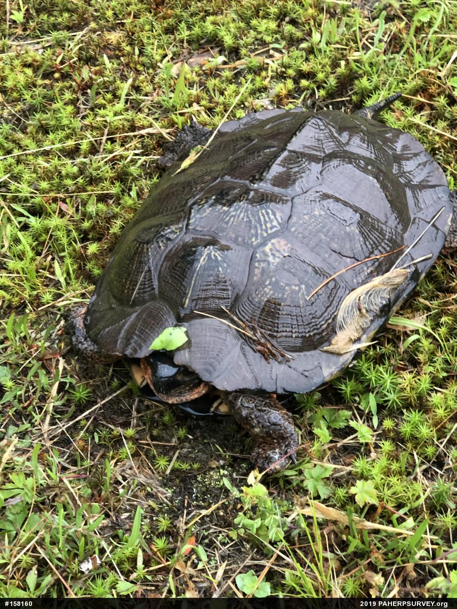 Wood Turtle