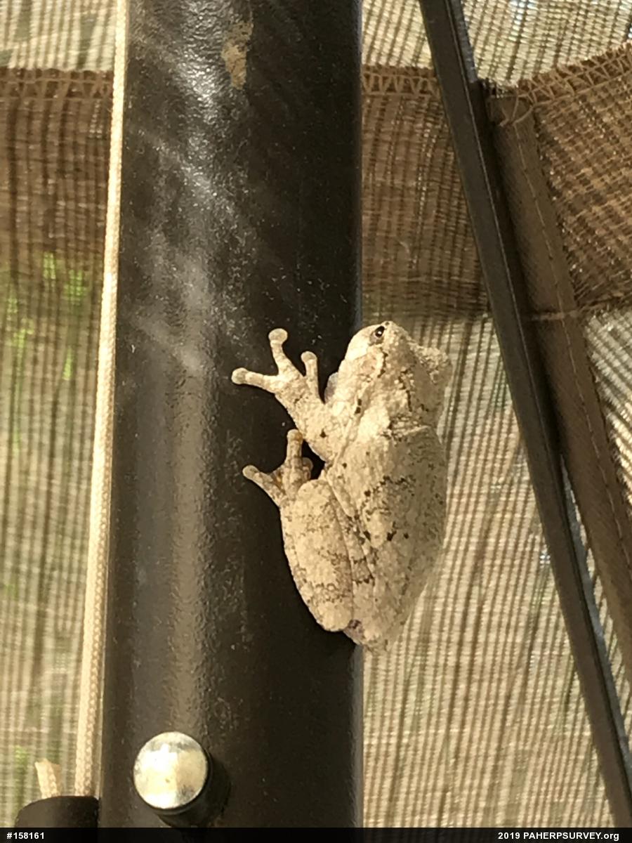 Unknown Gray Treefrog