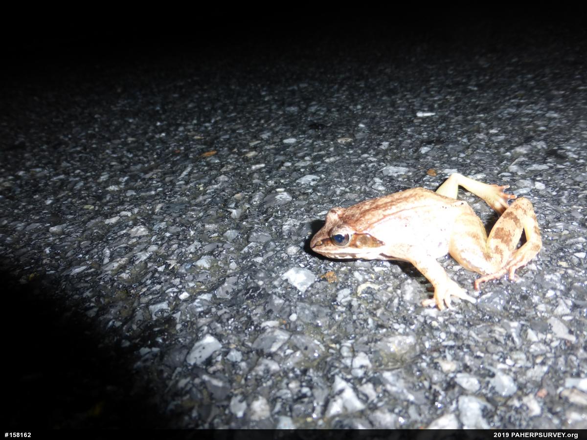 Wood Frog