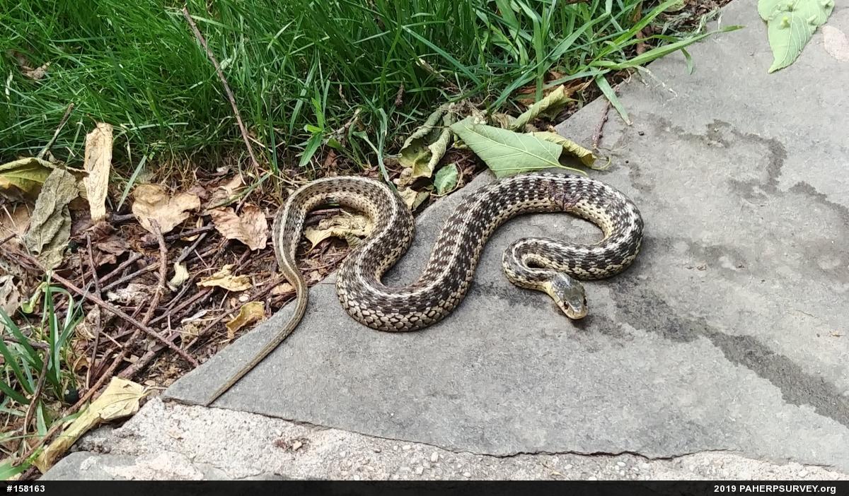 Eastern Gartersnake