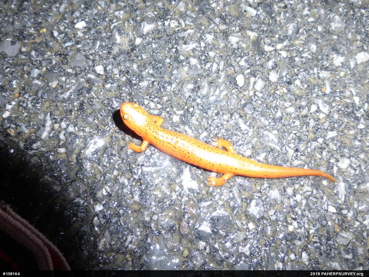 Northern Red Salamander