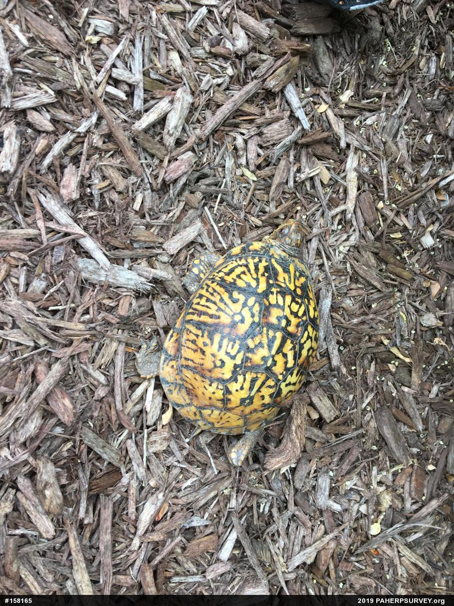 Eastern Box Turtle