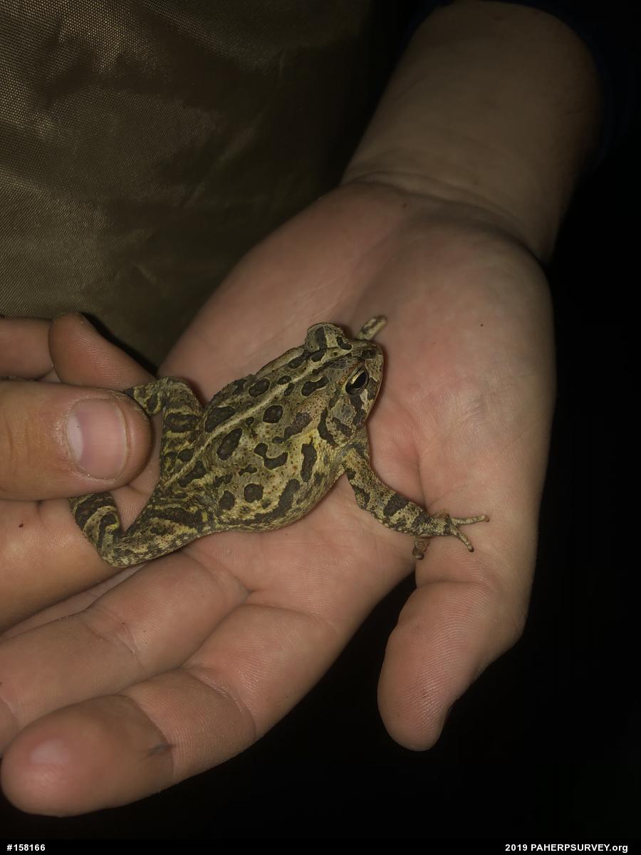 Fowler's Toad