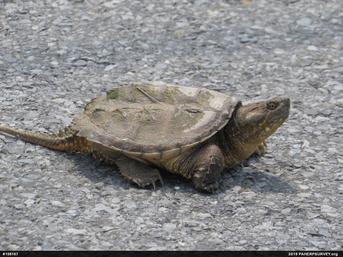 Snapping Turtle