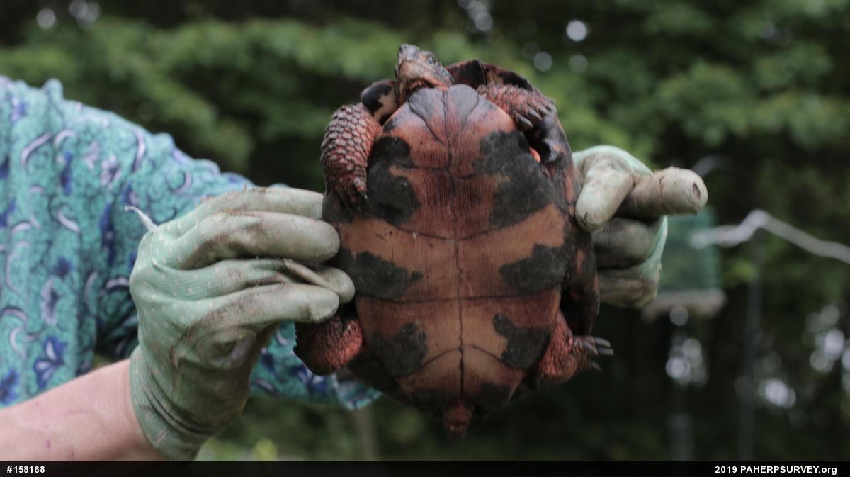 Wood Turtle