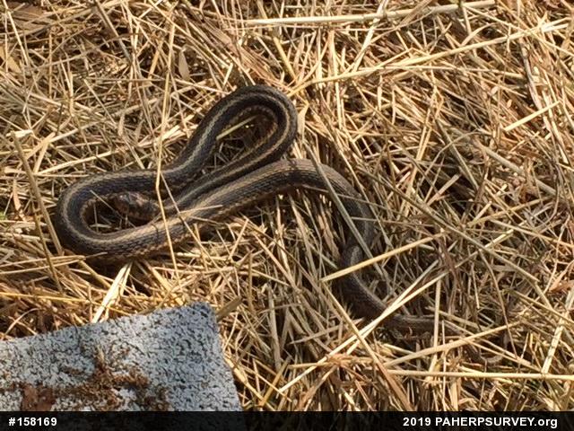 Eastern Gartersnake