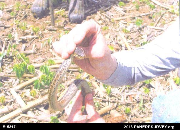 Eastern Gartersnake