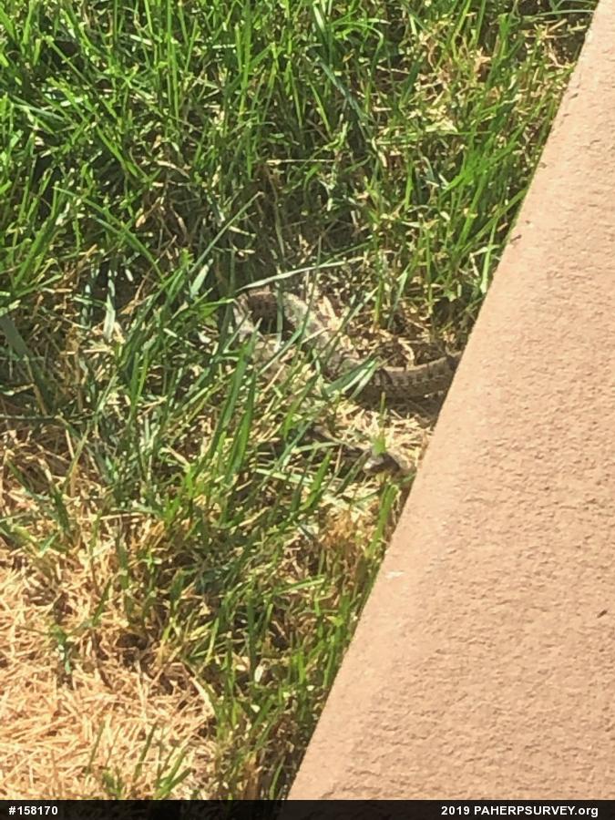 Eastern Gartersnake