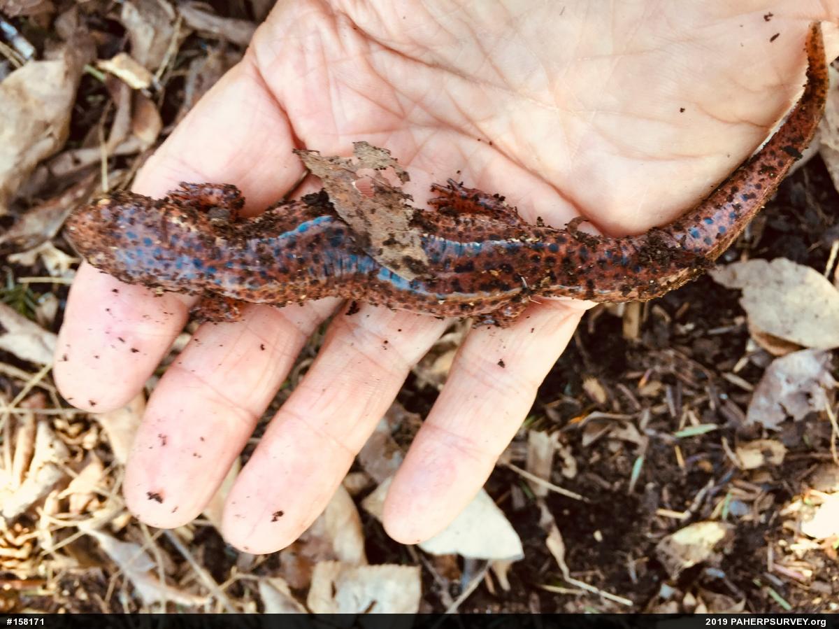 Northern Red Salamander