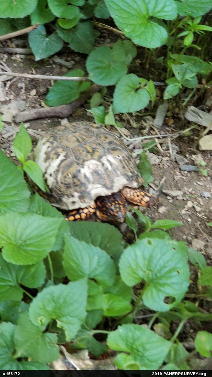 Eastern Box Turtle